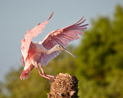 Roseate Soonbill Landing.jpg