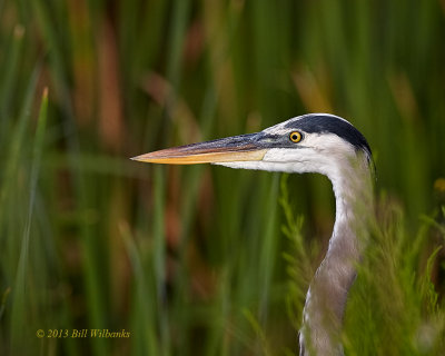 GBH Portrait.jpg
