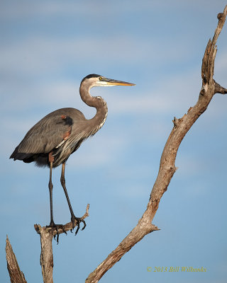 GBH Standing on a Dead Tree.jpg