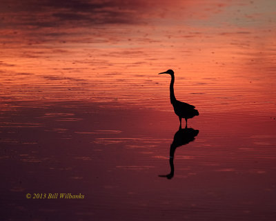 Great Egret Sunrise 02.jpg