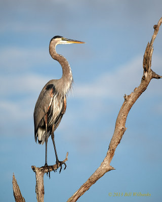 GBH Standing Tall.jpg