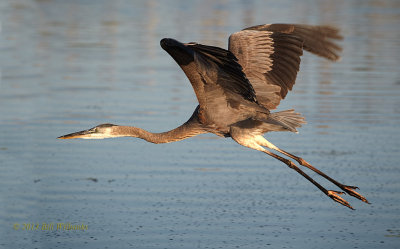 GBH Flight 03.jpg