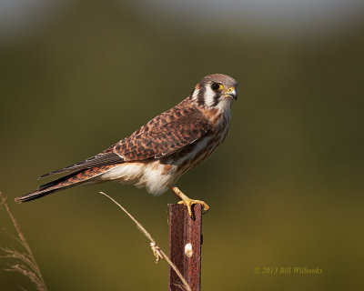 kestrel On A Post.jpg