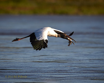 Wood Stork Wings Down.jpg