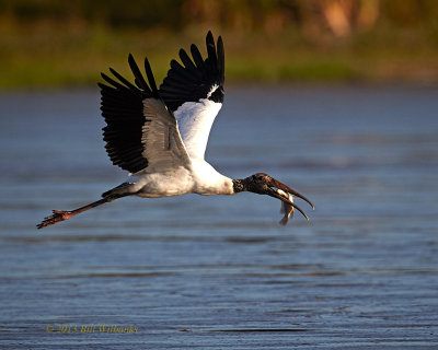 Wood Stork Wings Up.jpg