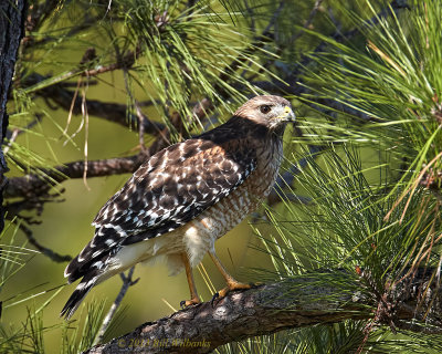 Hunting from the Shade.jpg