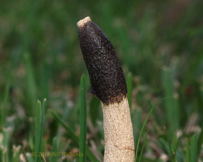 False Morel Mushroom 02.jpg