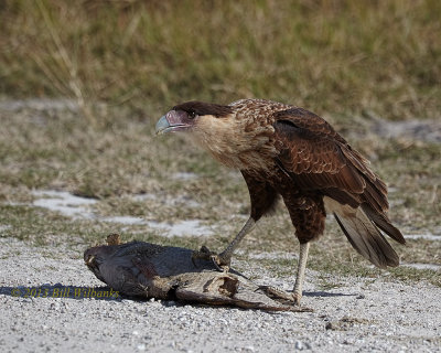 Juvie Caracara.jpg