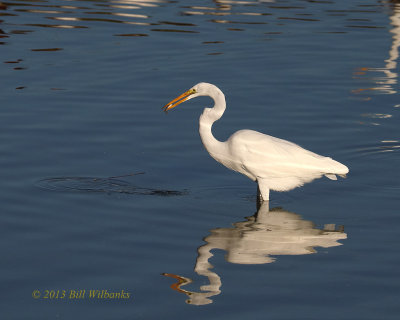 Great Egret Fishing.jpg