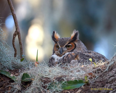 Mamma on the Nest 02.jpg