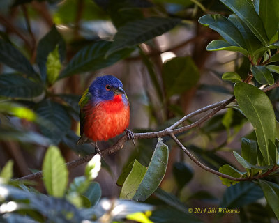 Painted Bunting 01.jpg
