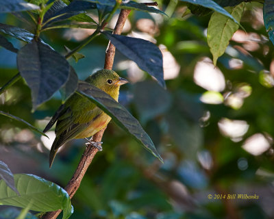 Painted Bunting Female  703.jpg