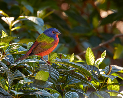 Painted Bunting 701.jpg