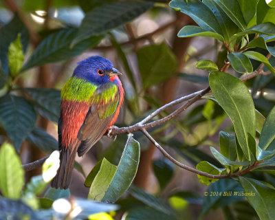 Painted Bunting 03.jpg