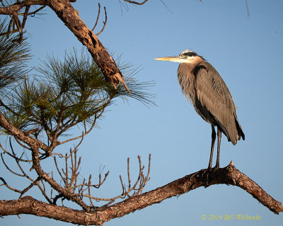 GBH In the Pines.jpg