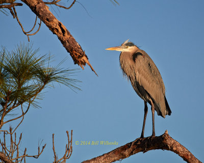 GBH 701.jpg