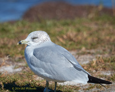 Gull 702.jpg
