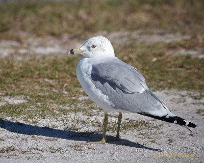 Gull.jpg