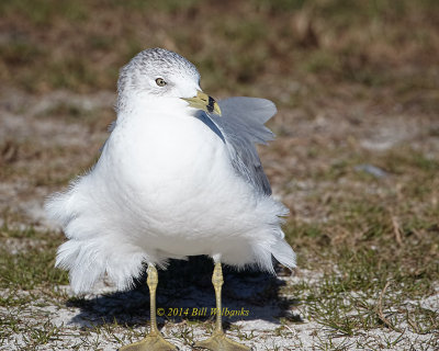 Gull 02.jpg