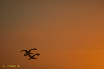 SHC Take Off into the Sunrise.jpg
