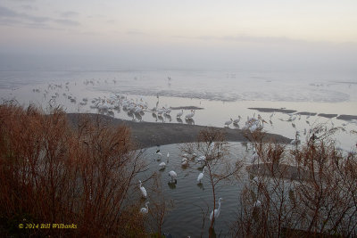 Click Pond in the Fog.jpg