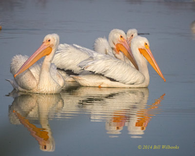 White Pelican Floatilla.jpg