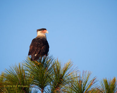 Crested Caracara in the Pines.jpg