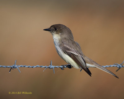 Eastern Phoebe 703.jpg