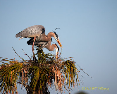 GBH MTES On The Nest 702.jpg