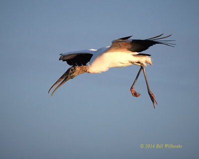 Incomong Wood Stork.jpg