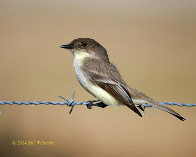 Eastern Phoebe 701.jpg