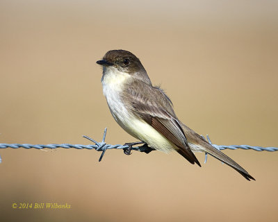 Eastern Phoebe 702.jpg