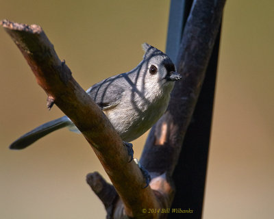 Secretive Titmouse.jpg