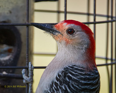 Red-bellied Woodpecker.jpg