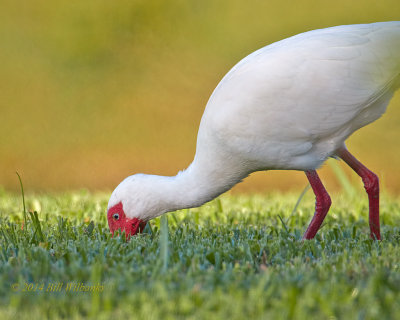 White Ibis 02.jpg