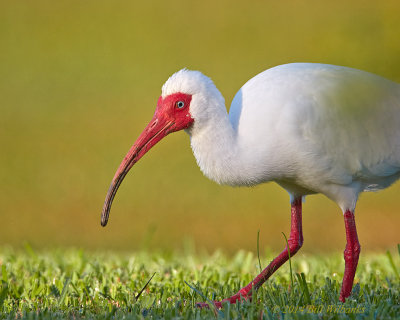 White Ibis 01.jpg