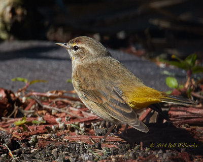 Warbler.jpg