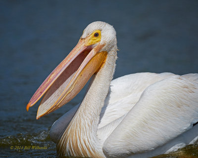 American White Pelican  02.jpg