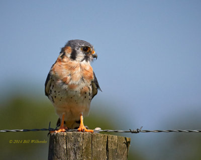 Kestrel.jpg