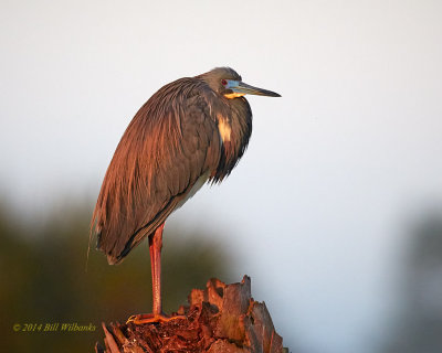 Basking in the Morning Light 01.jpg