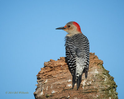 Red Bellied Woodpecker.jpg