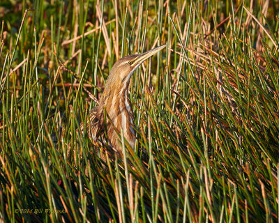 American Bittern 01.jpg