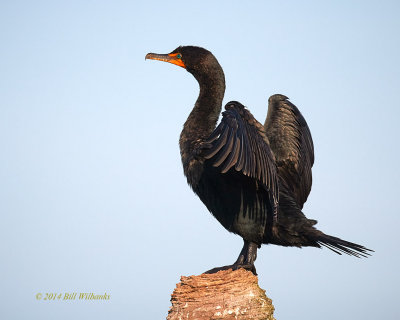 Basking in the Morning Light 01.jpg