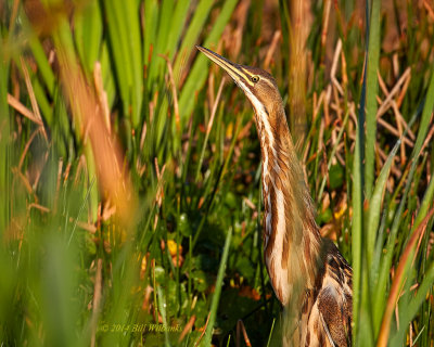 American Bittern 02.jpg