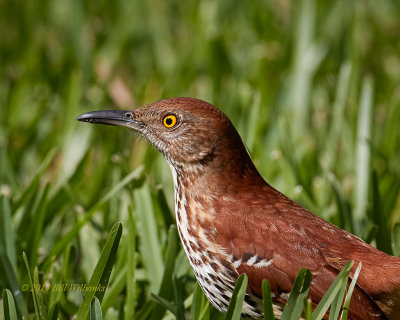 Brown Thrasher