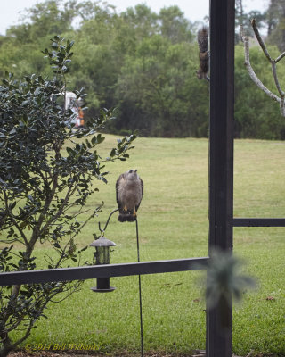 RS Hawk  Looking for Breakfast.jpg