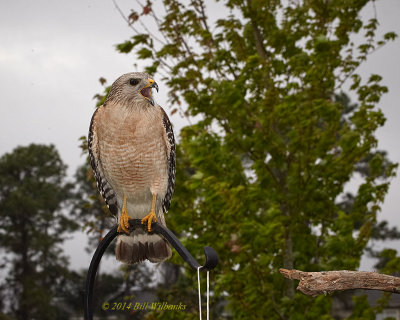 RS Hawk On the Feeders am.jpg