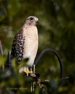 RS Hawk On the Feeders 02 pm.jpg