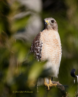 RS Hawk  05 pm_.jpg