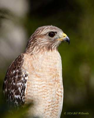 RS Hawk Portrait 04 pm.jpg